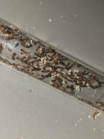 Tetramorium bicarinatum mieren kolonie 2q, Dieren en Toebehoren, Insecten en Spinnen