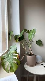 Monstera met pot, Ophalen, Halfschaduw, Minder dan 100 cm