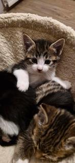 Europese korthaar kittens, Dieren en Toebehoren, Katten en Kittens | Raskatten | Korthaar, Poes