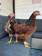 Erg lieve Wyandotte kriel haan Roodporselein, Mannelijk, Kip