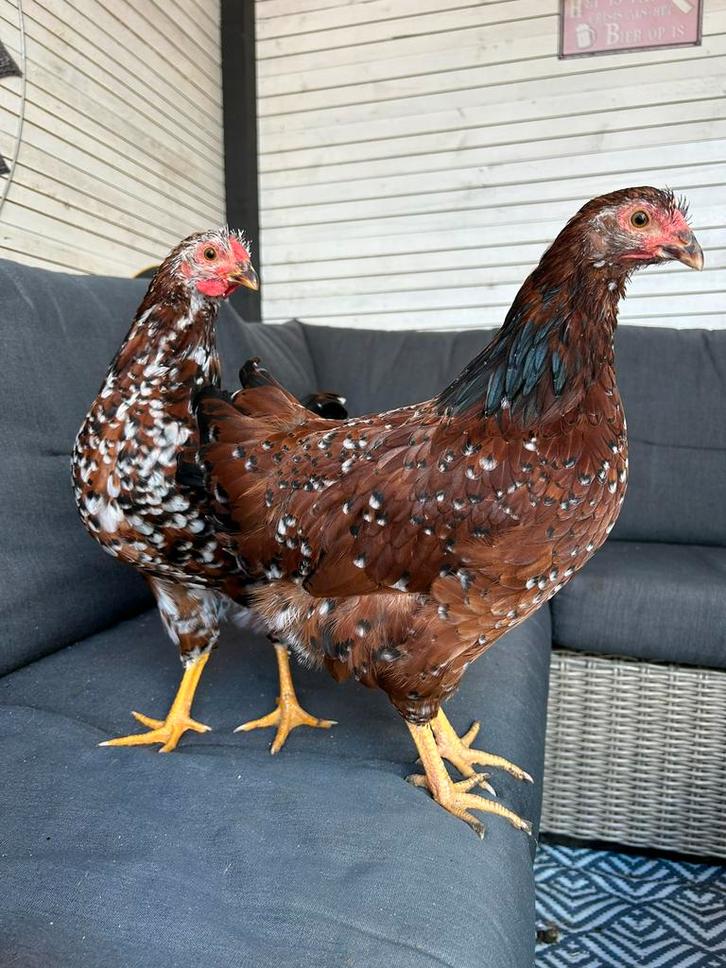 Erg lieve Wyandotte kriel haan Roodporselein, Dieren en Toebehoren, Pluimvee, Kip, Mannelijk