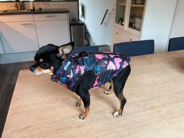 Hondenjasje, gevoerd XS beschikbaar voor biedingen