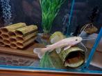 Platinum redtail catfish, Dieren en Toebehoren, Vissen | Aquariumvissen, Vis, Zoetwatervis