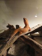 Leuke luipaardgekko man, Dieren en Toebehoren, Reptielen en Amfibieën, Hagedis, 3 tot 6 jaar
