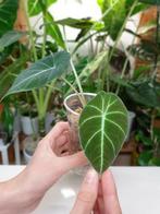 Baby alocasia black velvet, populaire kamerplantje, Huis en Inrichting, Kamerplanten, Overige soorten, In pot, Minder dan 100 cm