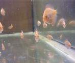 Mooie Piwowarski discus vissen, Dieren en Toebehoren, Vissen | Aquariumvissen, Vis