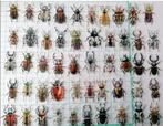 Specimen insecten stickers snailmail ephemera journal, Verzenden, Nieuw, Meerdere stickers