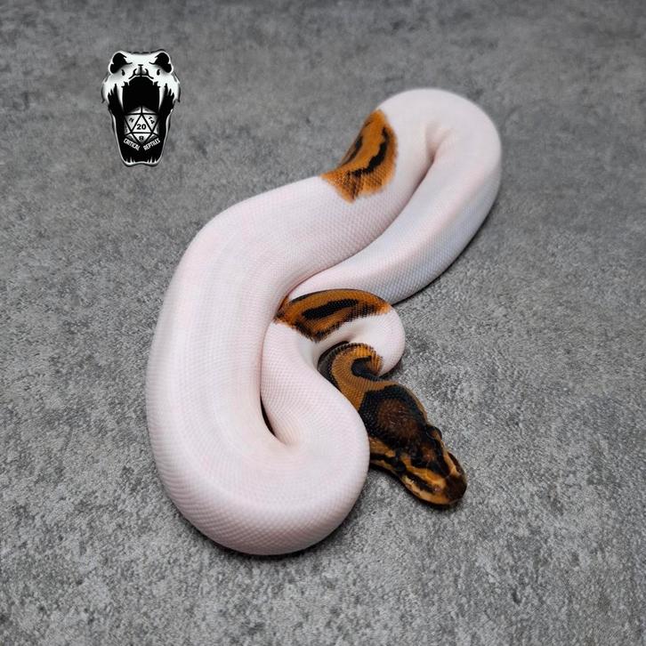 0.1 Mandarin Pied NK25 ballpython (python regius)