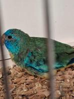 Splendid, Mannelijk, Parkiet