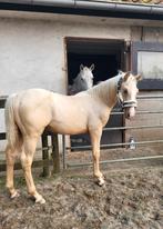 Verzorger gezocht, Dieren en Toebehoren, Ophalen of Verzenden