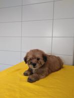 Boomer pups maltezer shih tzu lhasa apso teckel puppy hond, Dieren en Toebehoren, Honden | Chihuahua's en Gezelschapshonden, Nederland