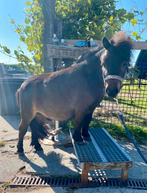 Mini-shetlander, Hengst, A pony (tot 1.17m), Recreatiepony, 0 tot 2 jaar