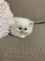 Perzische kittens, Dieren en Toebehoren, Katten en Kittens | Raskatten | Langhaar, Meerdere dieren, Ontwormd, 0 tot 2 jaar