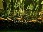 Torenslakken, Dieren en Toebehoren, Vissen | Aquariumvissen, Slak of Weekdier