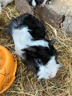 Enkele cavia beertjes te koop, Dieren en Toebehoren, Knaagdieren, Mannelijk, Cavia, Na 1 juli 2024, Tam