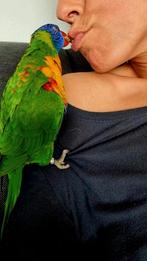 Vrouwtjes lori zoekt gouden huisje (lees adv), Vrouwelijk, Papegaai