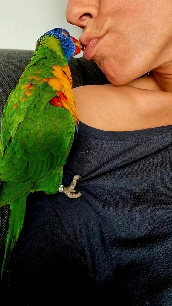 Vrouwtjes lori zoekt gouden huisje (lees adv), Dieren en Toebehoren, Vogels | Parkieten en Papegaaien, Papegaai, Vrouwelijk