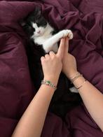 Kitten, Dieren en Toebehoren, Katten en Kittens | Overige Katten, Kater, 0 tot 2 jaar