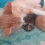 Te koop bijzondere vachtkleur kittens  (rond 20/9a27/9 nw hs, Dieren en Toebehoren, Meerdere dieren, Ontwormd, 0 tot 2 jaar