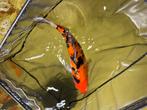 Koi, Dieren en Toebehoren, Vissen | Vijvervissen, Karper of Koi