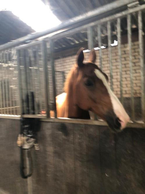 Bijrijder gezocht, Dieren en Toebehoren, Paarden en Pony's | Verzorgingsproducten, Ophalen of Verzenden