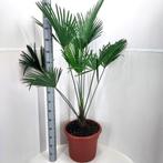 biologisch gekweekte palmbomen, Tuin en Terras, Planten | Tuinplanten, Overige soorten, Volle zon, Vaste plant, Ophalen of Verzenden