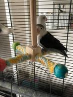 Prachtige Hand Tamme Lieve Gezonde Agapornis Dwergpapegaai, Dieren en Toebehoren, Vogels | Parkieten en Papegaaien, Meerdere dieren