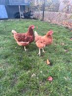 5 leghennen - goed aan de leg., Dieren en Toebehoren, Vrouwelijk, Kip