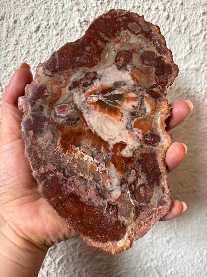 Versteend Hout Plak - Prachtig Fossiel, Verzamelen, Mineralen en Fossielen, Fossiel, Ophalen of Verzenden