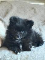 Pomchi Pups, Dieren en Toebehoren, Honden | Poolhonden, Keeshonden en Oertypen, Meerdere, Meerdere dieren, Nederland, Particulier