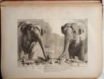 [Olifanten] Houel 1803 Histoire naturelle des deux Éléphants, Antiek en Kunst, Ophalen of Verzenden