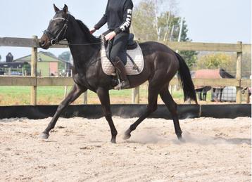 Lieve , superbrave, jonge merrie beschikbaar voor biedingen