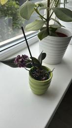 Mini orchidee in groen potje ruilen of gratis, Ophalen, Halfschaduw, Minder dan 100 cm