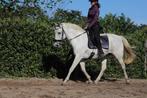 Bijrijd/verzorg paard gezocht, Dieren en Toebehoren, Paarden en Pony's | Verzorgingsproducten, Ophalen of Verzenden, Nieuw