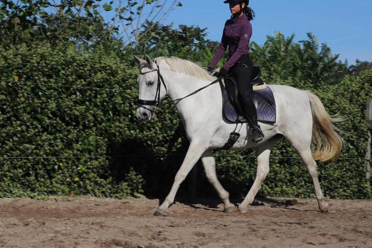Bijrijd/verzorg paard gezocht, Dieren en Toebehoren, Paarden en Pony's | Verzorgingsproducten, Nieuw, Ophalen of Verzenden