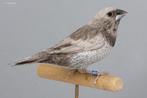 Geparelde zwartbruine Jap. meeuwen & Spitsstaart bronzeman, Dieren en Toebehoren, Ophalen, Nieuw