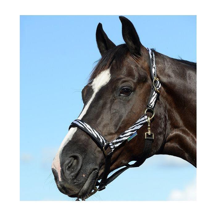 NIEUWE Bucas halsters kleur zebra maat Full, Dieren en Toebehoren, Paarden en Pony's | Hoofdstellen en Tuigage, Nieuw, Overige soorten