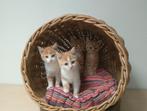 Super lieve rode poesjes kittens - Gevaccineerd en Gechipt, Poes