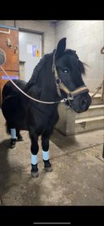 Shetlander hengst te koop, Dieren en Toebehoren, Paarden en Pony's | Dekhengsten en Fokmerries