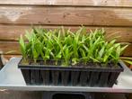 Trachycarpus Fortunei pluggen, Tuin en Terras, Planten | Tuinplanten, Overige soorten, Volle zon, Vaste plant, Ophalen of Verzenden