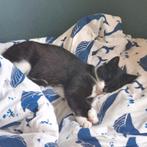 Lieve poes zoekt huis met kattenluik, Dieren en Toebehoren, Katten en Kittens | Overige Katten, Poes