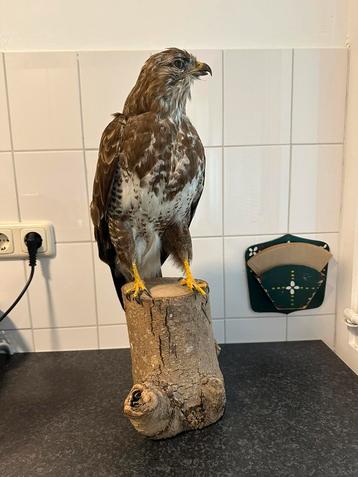 Grote opgezette buizerd taxidermie beschikbaar voor biedingen