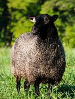 Gevraagd ruwe wol van gotland schaap, Vrouwelijk, Schaap
