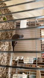 Diament duifjes, Dieren en Toebehoren, Meerdere dieren, Overige soorten