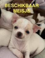 Lieve Chihuahua pup te koop- witte teefje beschikbaar, 8 tot 15 weken, CDV (hondenziekte), Meerdere, Meerdere dieren