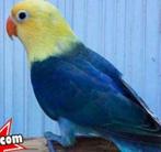 Gezocht agapornis, zie omschrijving, Vrouwelijk, Dwergpapegaai of Agapornis