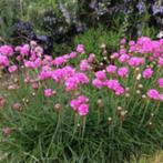 armeria maritima, roze Engels gras, vaste plant, siergras, Ophalen, Volle zon, Vaste plant, Siergrassen