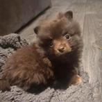 💖Mooie choco tan en merle pomeriaan💖, Parvo, Keeshond, 8 tot 15 weken, Meerdere