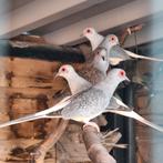 Diamantduiven, Dieren en Toebehoren, Vogels | Duiven, Meerdere dieren, Overige soorten