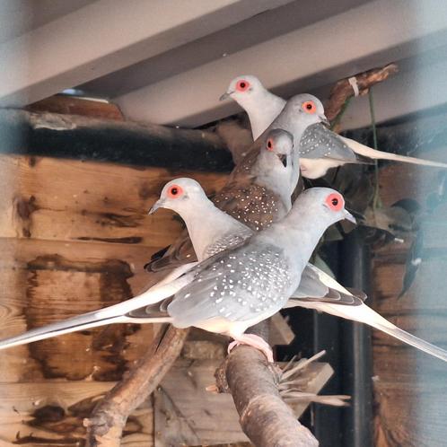 Diamantduiven, Dieren en Toebehoren, Vogels | Duiven, Overige soorten, Meerdere dieren